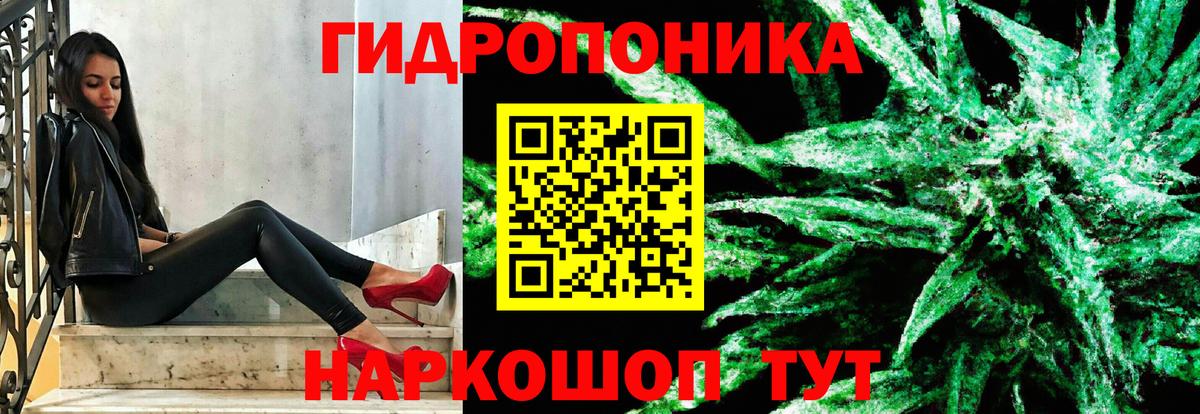 Канабис планчик Губаха